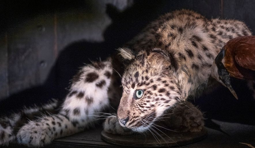 A cheetah slouches in an alcove at the Art Zoo in Amsterdam, Netherlands, on Oct. 27, 2026. (AP Photo/Patrick Post)