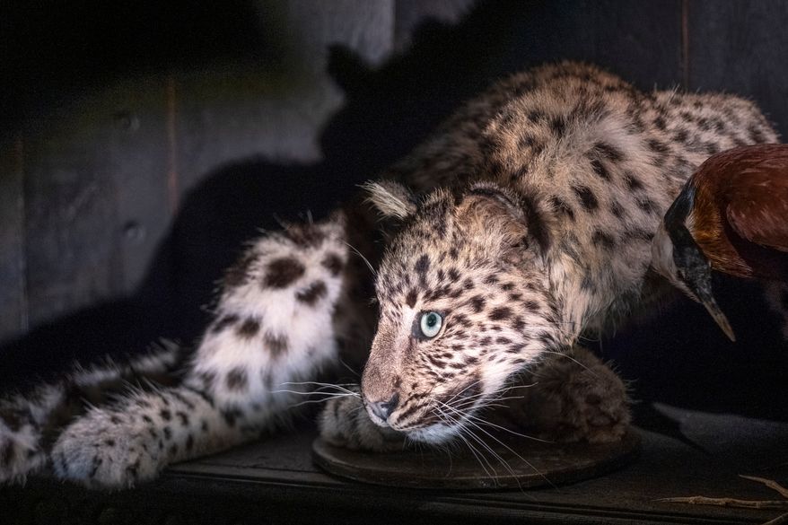 A cheetah slouches in an alcove at the Art Zoo in Amsterdam, Netherlands, on Oct. 27, 2026. (AP Photo/Patrick Post)